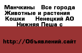 Манчкины - Все города Животные и растения » Кошки   . Ненецкий АО,Нижняя Пеша с.